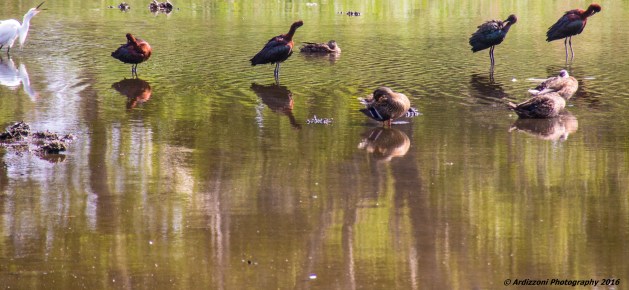 July 20, 2016 lots of good fun at Clark Pond
