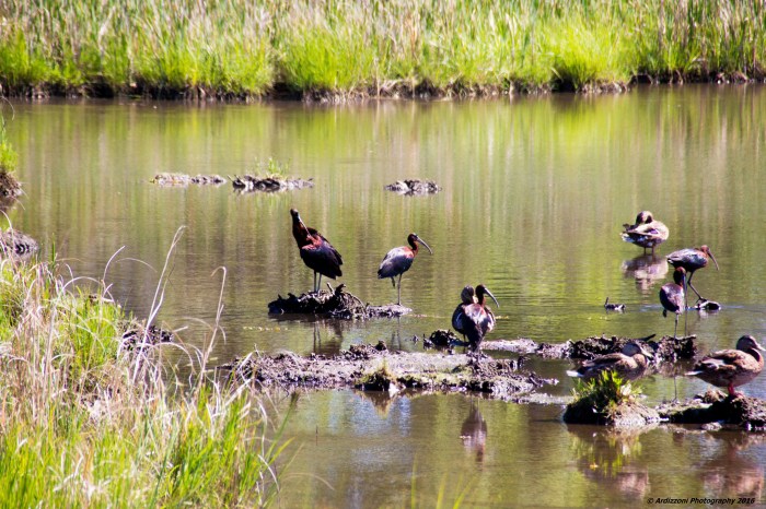July 5, 2016 Glossy Ibis at Clark Pond