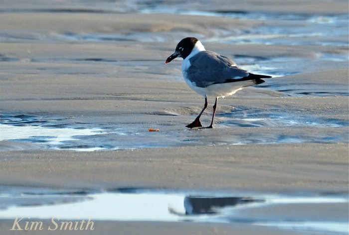 Laughing Gull Good Harbor Beach Gloucester Massachusetts copyright Kim Smith