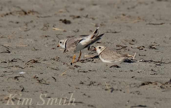 Male and Female Piping Plover copyright Kim Smith