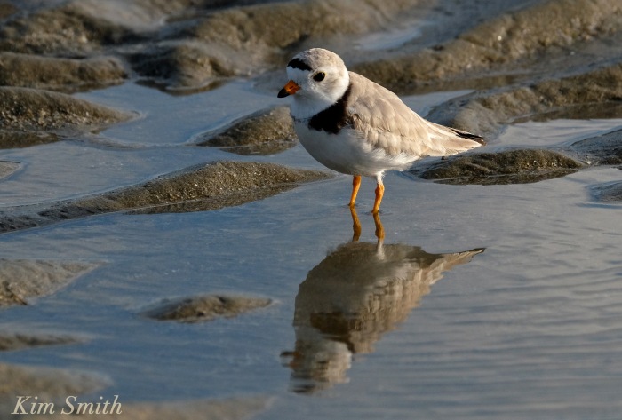 Male Piping Plover copyright Kim Smith