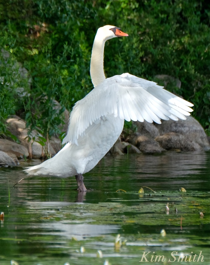 Mr. Swan outstretched wings Niles Pond coyright Kim Smith