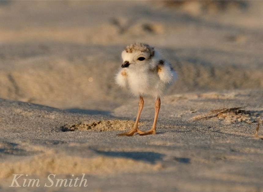 Piping Plover chick copyright Kim Smith