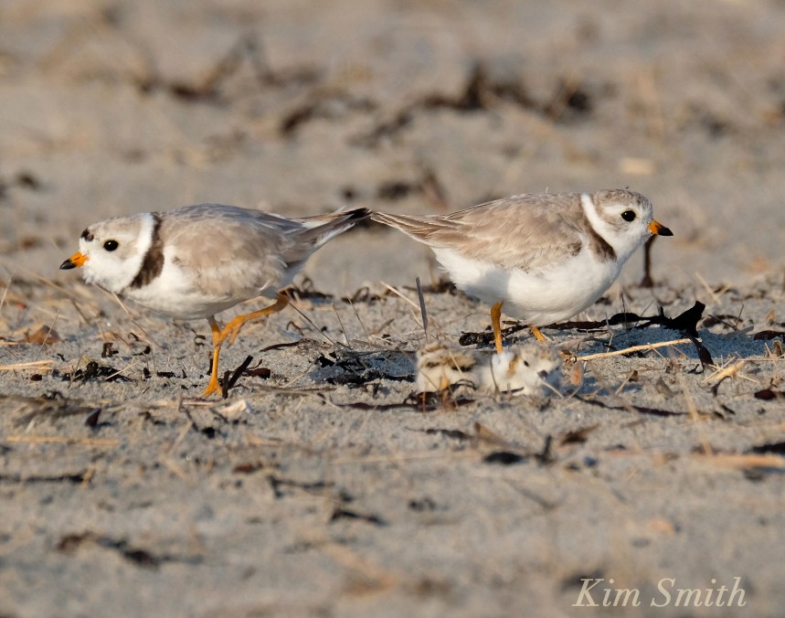 Piping Plover chicks Mom Dad copyright Kim Smith 6-12-16