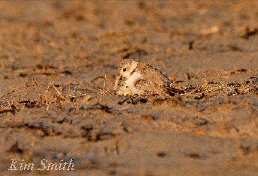 Piping Plover chicks nestlings -2 copyright Kim Smith 6-12-16