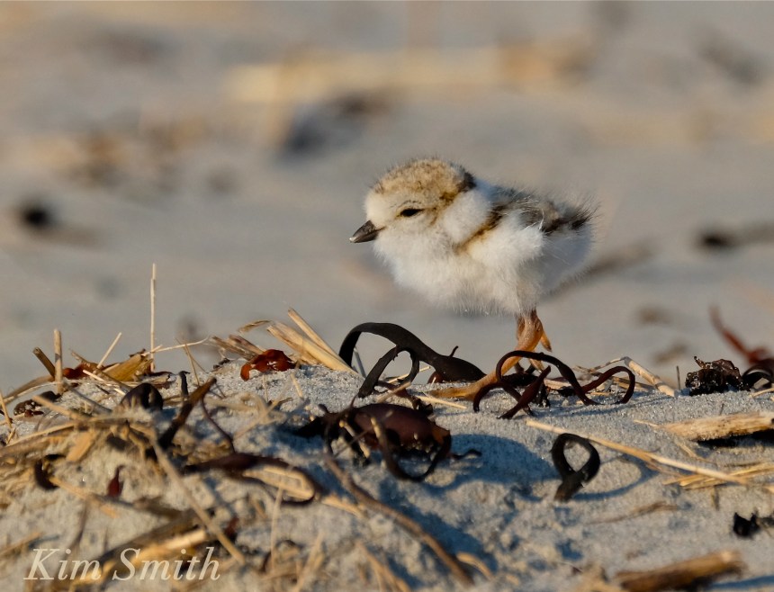 Piping Plover chicks nestlings -2 copyright Kim Smith 6-13-16