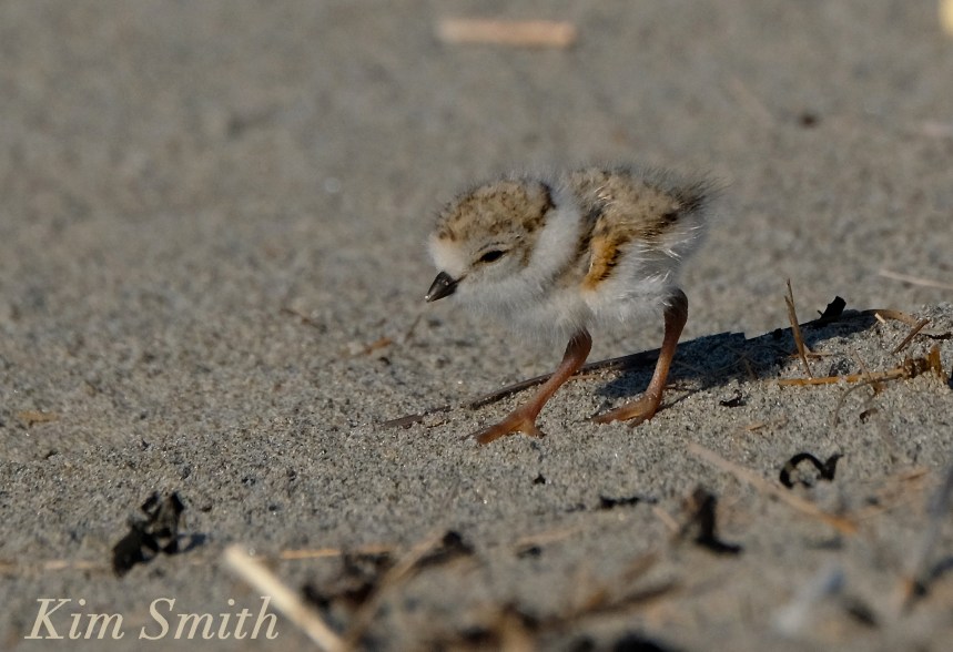Piping Plover chicks nestlings -3 copyright Kim Smith 6-12-16