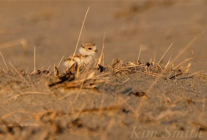 Piping Plover chicks nestlings copyright Kim Smith 6-12-16