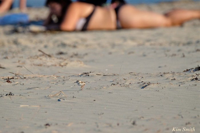 Piping Plover chicks nestlings copyright Kim Smith 6-14-16