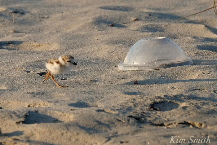 Piping Plover garbage and chick copyright Kim Smith