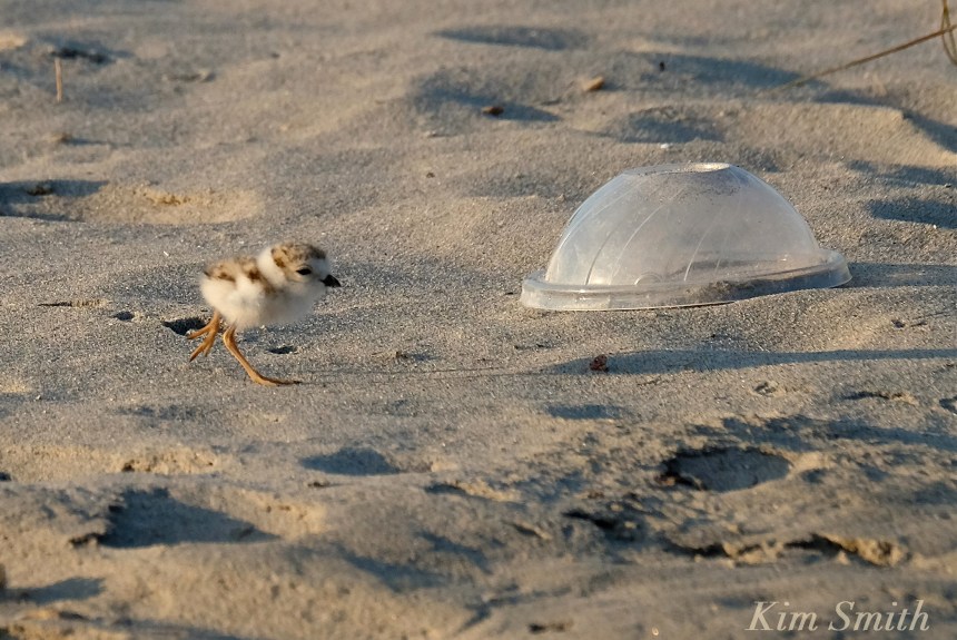 Piping Plover garbage and chick copyright Kim Smith