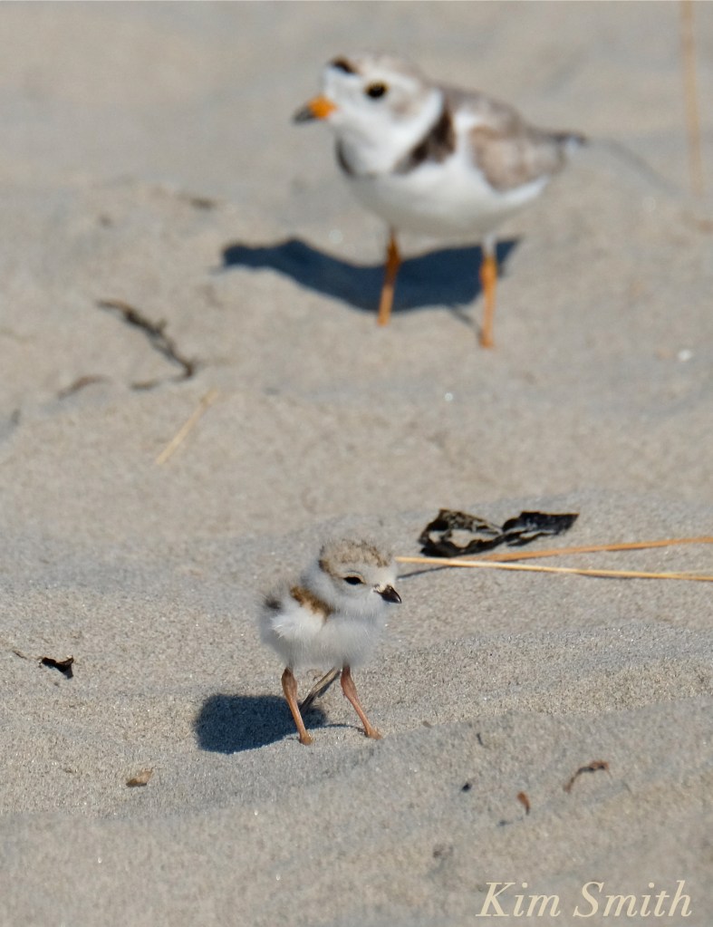 Piping Plover male and chick -2 copyright Kim Smith