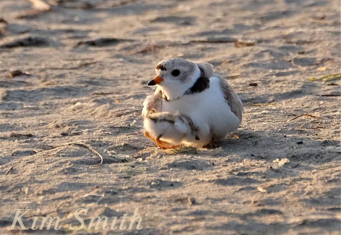 Piping Plover male and chick copyright Kim Smith