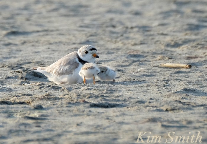 Piping Plover male and chicks copyright Kim Smith