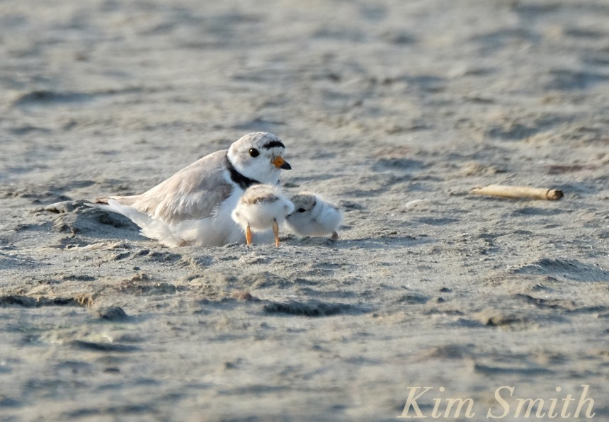 Piping Plover male and chicks copyright Kim Smith