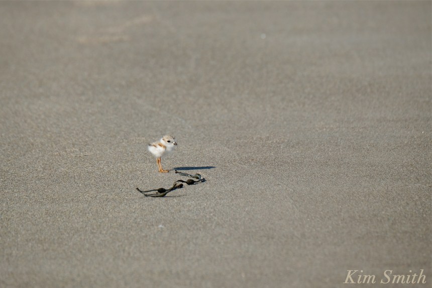 Piping Plover tiny chick copyright Kim Smith