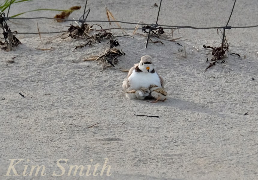 Piping Plovers chicks nestlings babes copyright Kim Smith 6-11-16
