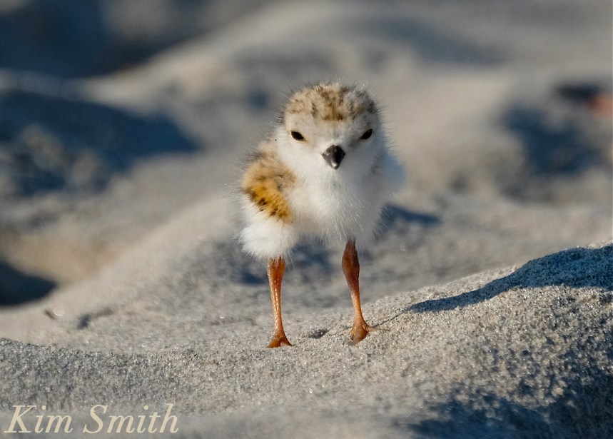 Piping Plovers chicks nestlings babies Kim Smith