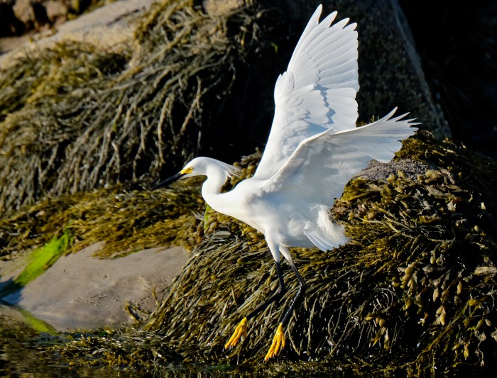 Snowy Egret copyright Kim Smith