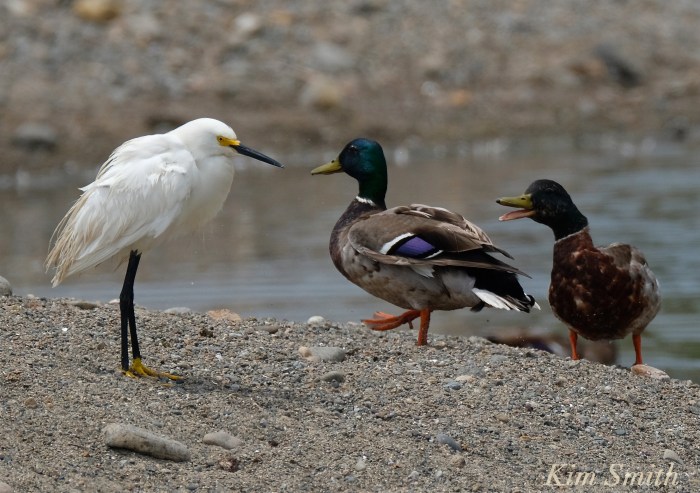 Snowy Egret Egretta thula -2 copyright Kim Smith