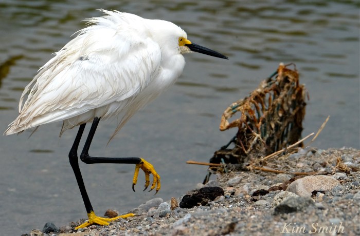 Snowy Egret Egretta thula copyright Kim Smith