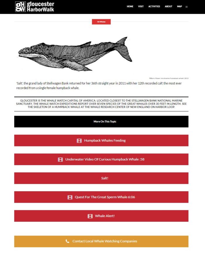 whale watch companies