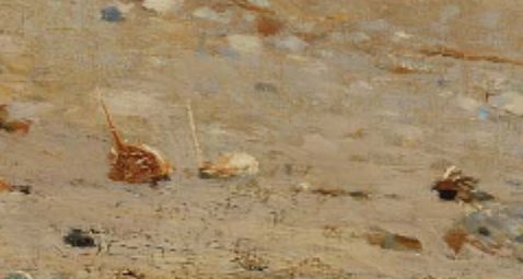 zoomed into horseshoe crabs (detail )