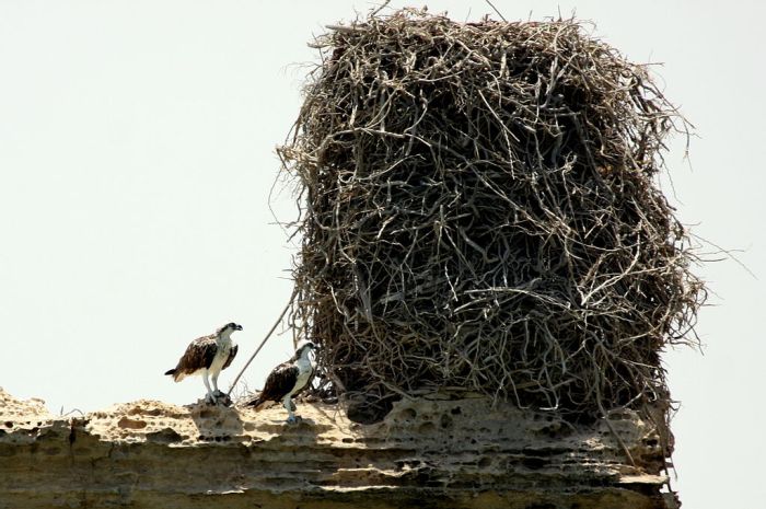 1024px-Ospreys_with_a_huge_nest