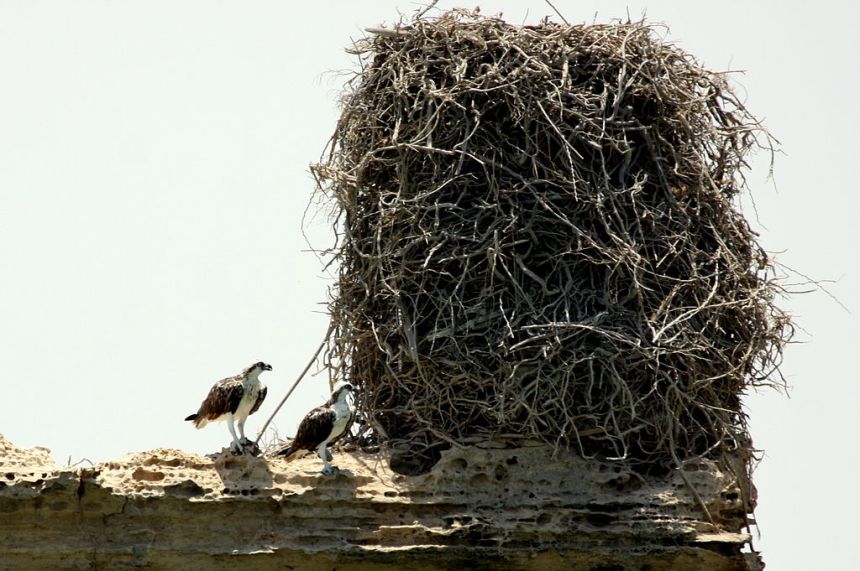 1024px-Ospreys_with_a_huge_nest