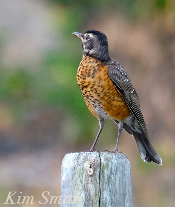American Robin fledgling copyright Kim Smith
