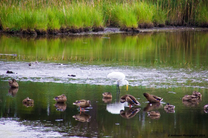 August 16, 2016 Egret in charge