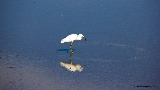 August 2, 2016 good eating at low tide on the Annisquam