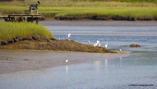 August 2, 2016 lots of Egrets