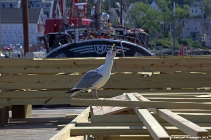 August 29, 2016 squawking