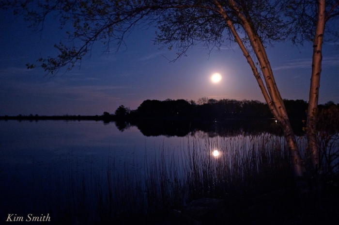 Birch tree Niles Pond moonlight copyright Kim Smith