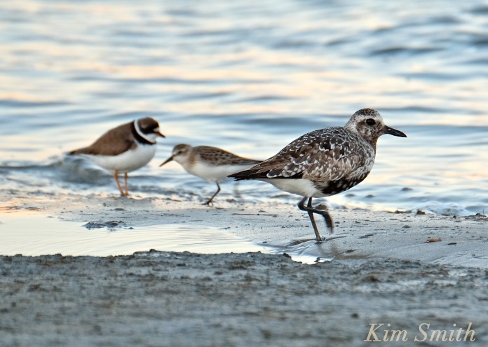 Black bellied Plover Semipalmated Plover Massachusetts copyright Kim Smith