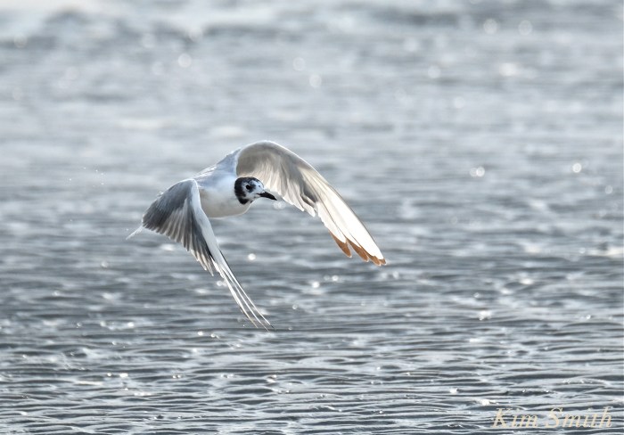 Bonaparte's Gull Larus philadelphia Cape Ann copyright Kim Smith