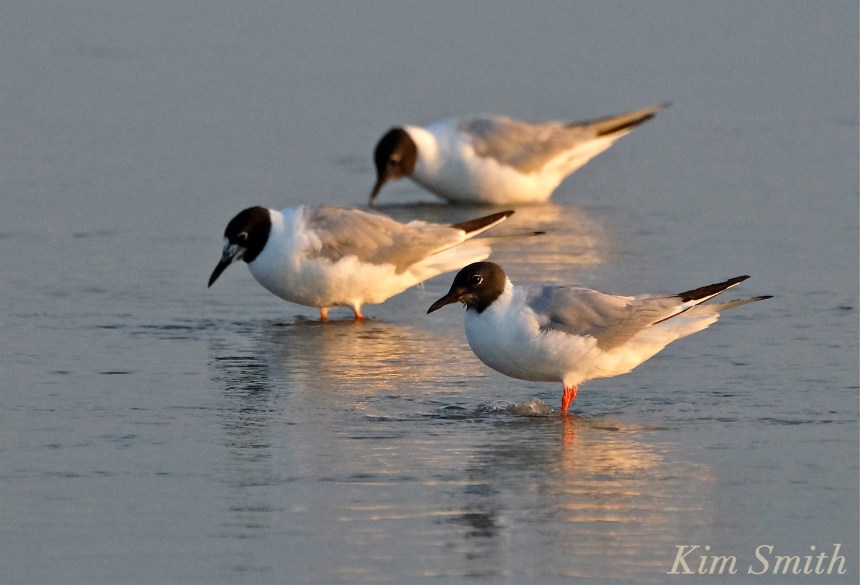 Bonaparte's Gulls Gloucester Massachusetts -2 copyright Kim Smith