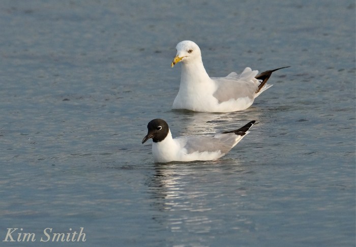 Bonaparte's Gulls Gloucester Massachusetts -4 copyright Kim Smith