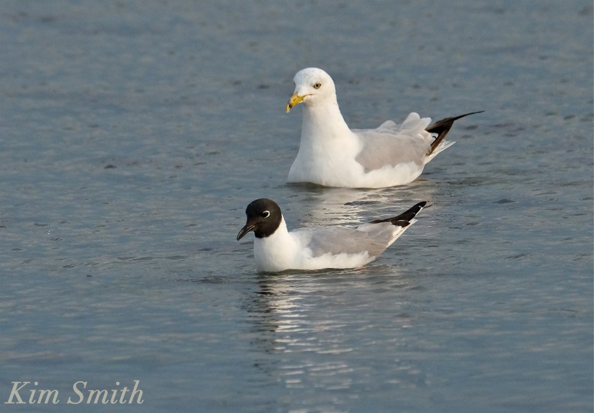 Bonaparte's Gulls Gloucester Massachusetts -4 copyright Kim Smith
