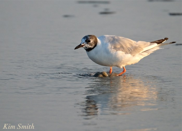 Bonaparte's Gulls Gloucester Massachusetts -5 copyright Kim Smith