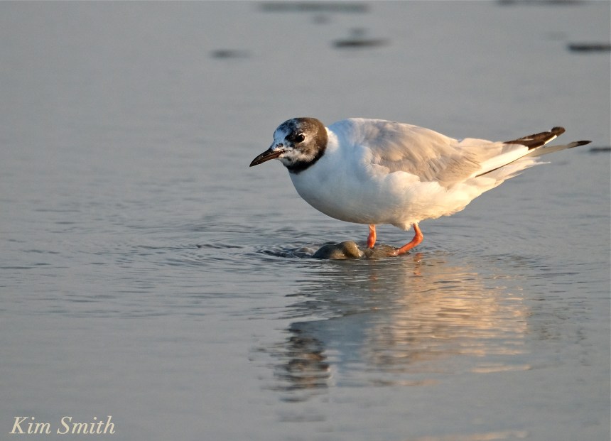 Bonaparte's Gulls Gloucester Massachusetts -5 copyright Kim Smith