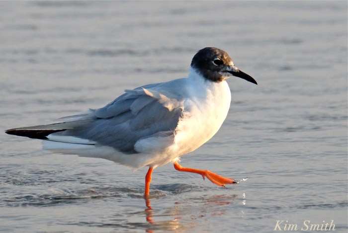 Bonaparte's Gulls Gloucester Massachusetts -6 copyright Kim Smith