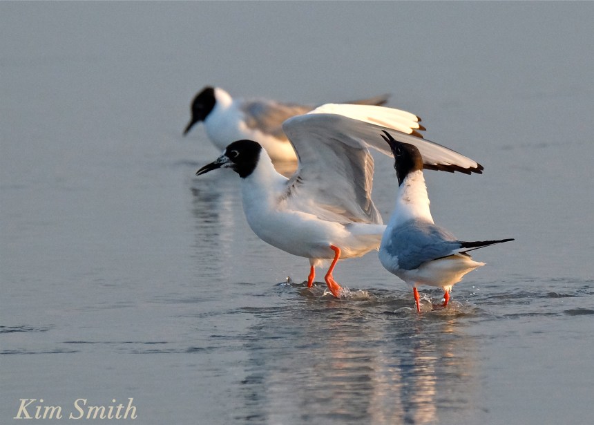 Bonaparte's Gulls Gloucester massachusetts copyright Kim Smith