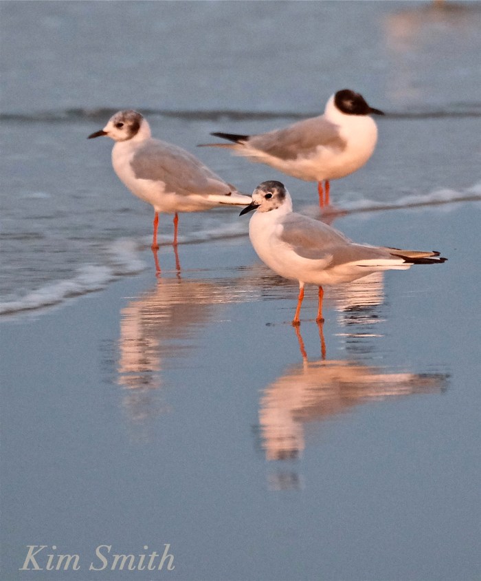 Bonaparte's Gulls twilight copyright Kim Smith