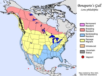 bonapartes_gull_map_big