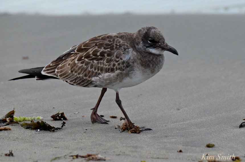 Brown Gull copyright Kim Smith