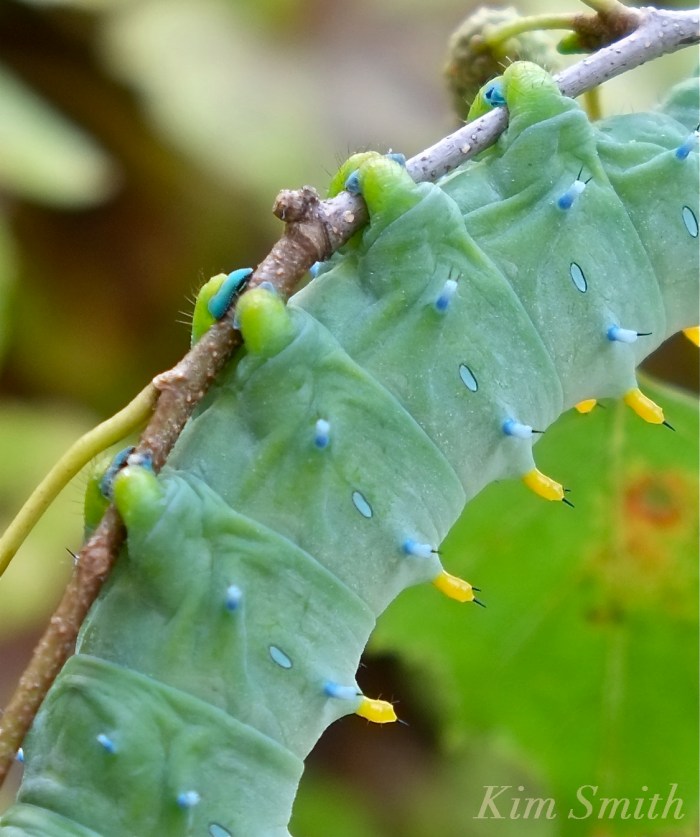 Cecropia Moth caterpillar close up feet copyright Kim Smith