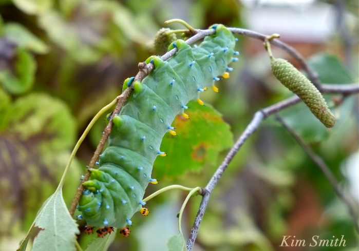 Cecropia Moth caterpillar copyright Kim Smith