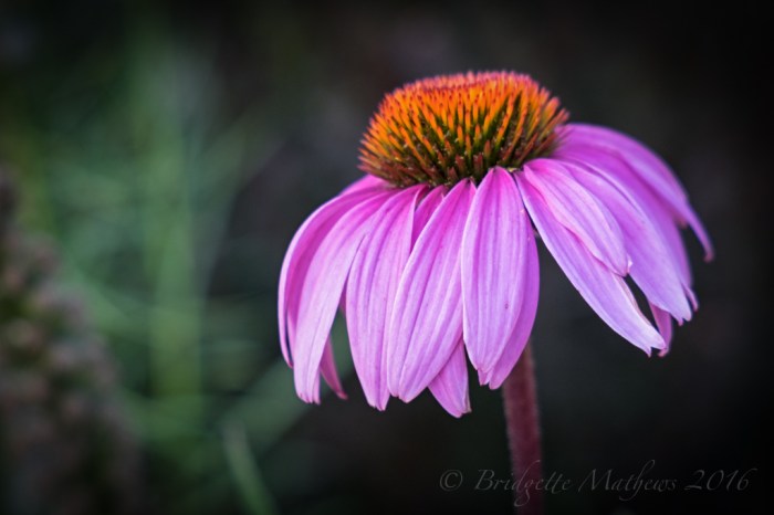 DSCF1274-Edit (1024x683)